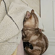 Simba participe au concours pour gagner de l'argent avec cette photo : blanket, brown, cat, comfort, cozy, cute, feline, fur, hiding, home, indoor, patterned, pet, radiator, relaxed, resting, sleeping, snuggled, soft, warm
