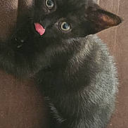 Chipie a rejoint le concours — aidez-le/la à gagner de superbes lots ! animal, black_cat, brown_background, closeup, curious, cute, ears, eyes, feline, fur, indoor, kitten, pet, playful, sitting, small_animal, texture, tongue_out, whiskers, young_cat