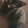 animal, black_cat, brown_background, closeup, curious, cute, ears, eyes, feline, fur, indoor, kitten, pet, playful, sitting, small_animal, texture, tongue_out, whiskers, young_cat