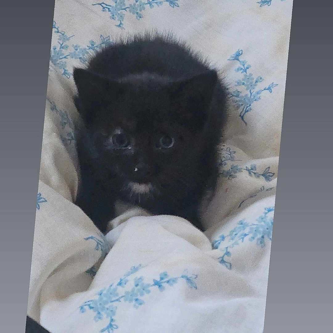 Chipie a rejoint le concours — aidez-le/la à gagner de superbes lots ! kitten, black_cat, pet, animal, blanket, floral_pattern, cute, young, feline, indoor, soft, fur, small, resting, cozy, curious, looking, comfort, domestic, sleepy
