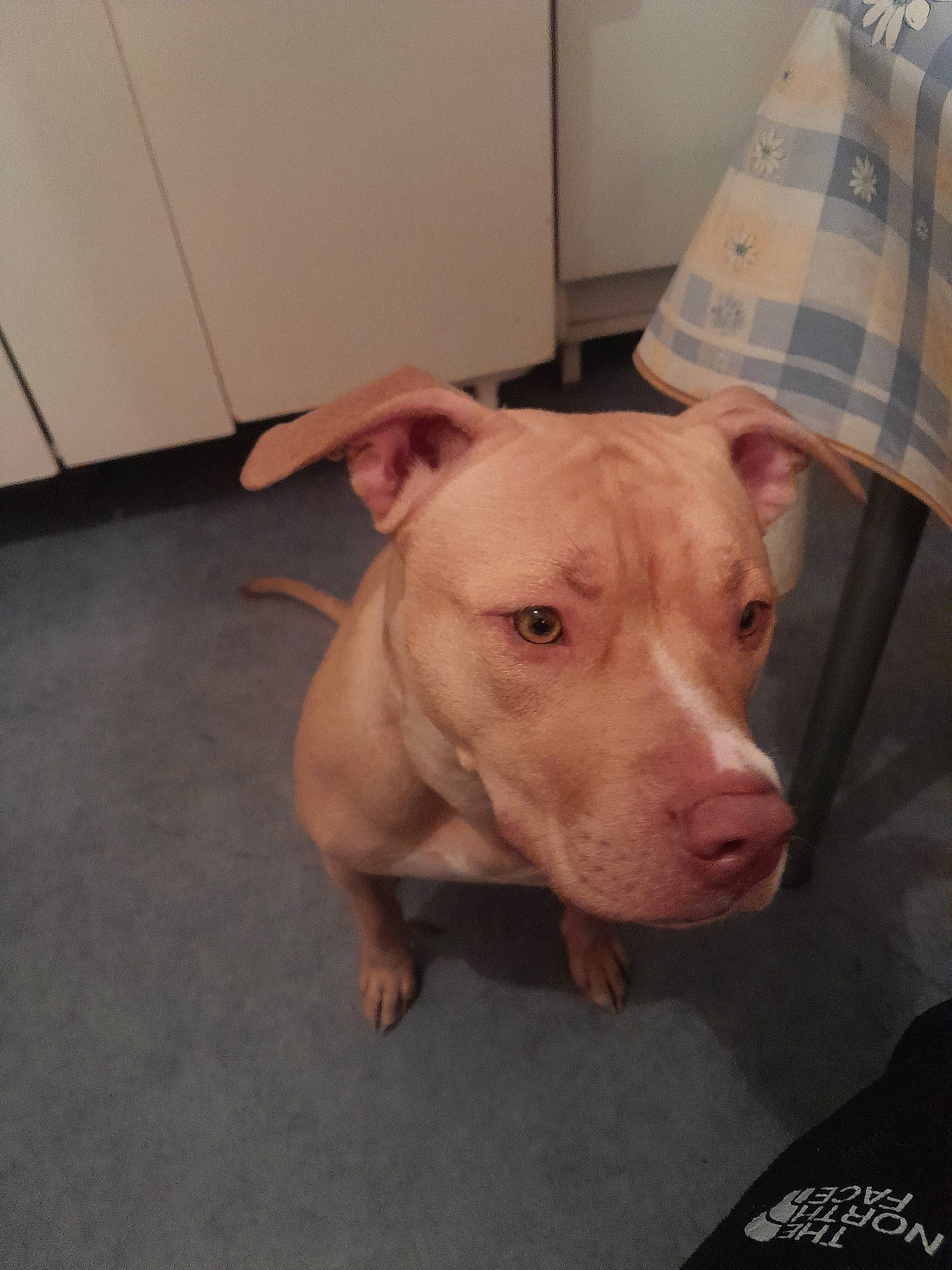 animal, blanket, boxer, bulldog, cabinet, canine, closet, cupboard, dog, frenchbulldog, furniture, hound, husky, labradorretriever, pet, pitbull, plywood, puppy, snout, wood