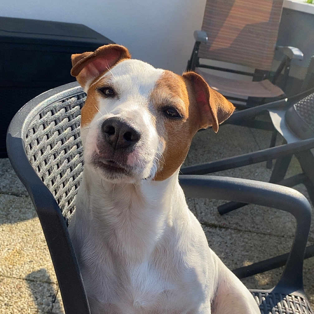 Rio participe au concours pour gagner de l'argent avec cette photo : animal, brown, canine, chair, daylight, dog, ears, eyes, fur, outdoor, paw, pet, plastic_chair, porch, relaxing, seat, shadow, snout, sunlight, white