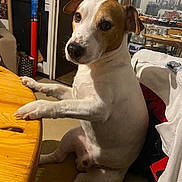 Rio participe au concours pour gagner de l'argent avec cette photo : dog, pet, indoor, table, chair, wooden_table, curious, brown_and_white, sitting, paws, canine, house, cozy, furniture, room, domestic, animal, looking, companion, portrait
