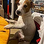 dog, pet, indoor, table, chair, wooden_table, curious, brown_and_white, sitting, paws, canine, house, cozy, furniture, room, domestic, animal, looking, companion, portrait