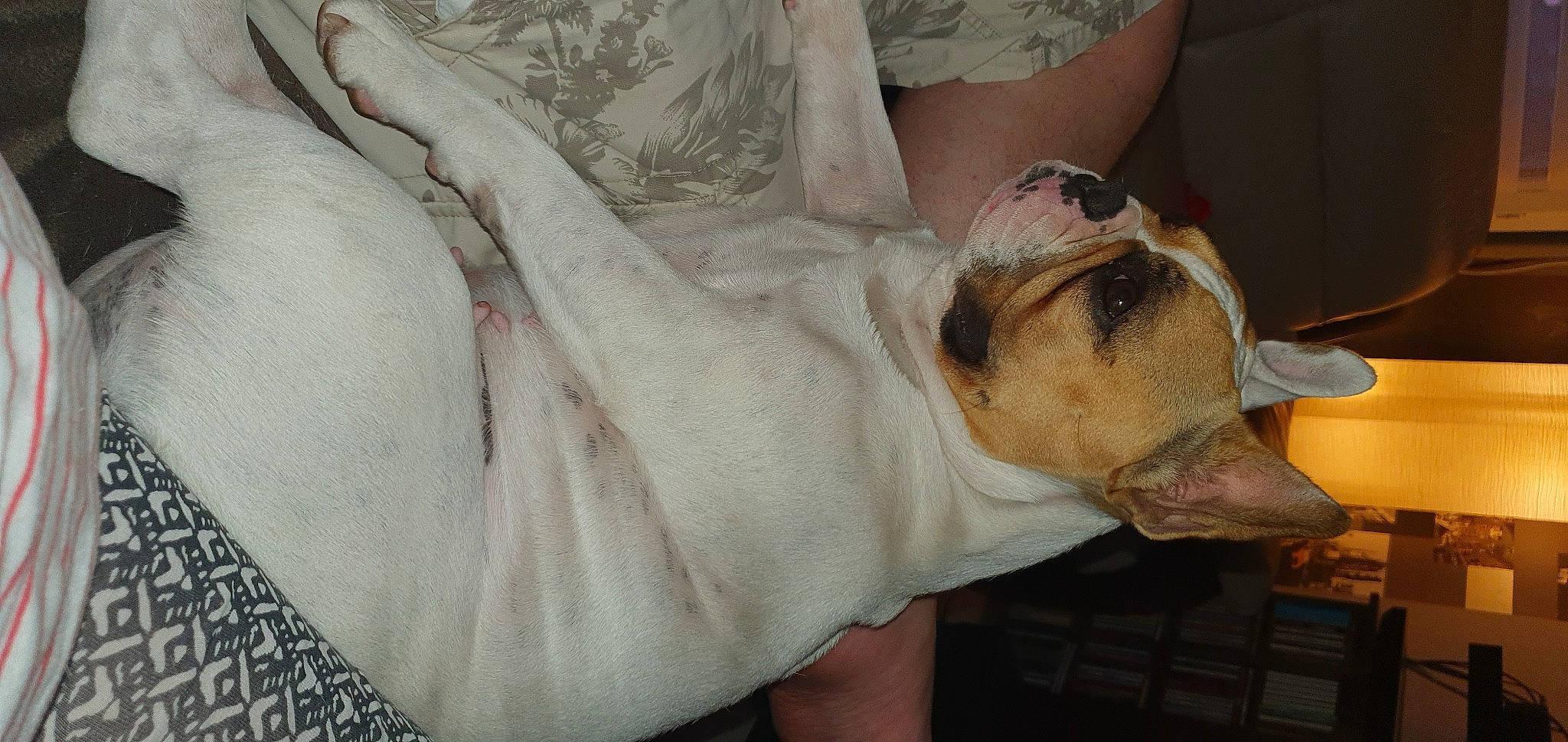 Dieme a rejoint le concours — aidez-le/la à gagner de superbes lots ! american_bulldog, canidae, carnivore, companion_dog, dog, dog_breed, ear, fawn, non_sporting_group, nose, old_english_bulldog, olde_english_bulldogge, skin, snout