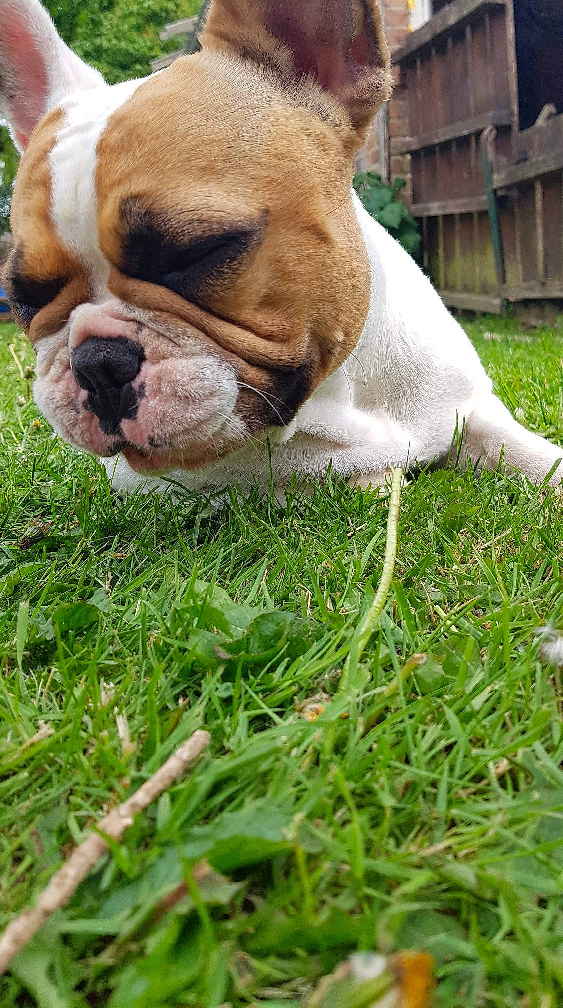 Dieme participe au concours pour gagner de l'argent avec cette photo : american_bulldog, australian_bulldog, british_bulldogs, bulldog, canidae, carnivore, companion_dog, dog, dog_breed, dorset_olde_tyme_bulldogge, grass, mammal, non_sporting_group, old_english_bulldog, olde_english_bulldogge, snout, toy_bulldog, valley_bulldog, vertebrate, white_english_bulldog