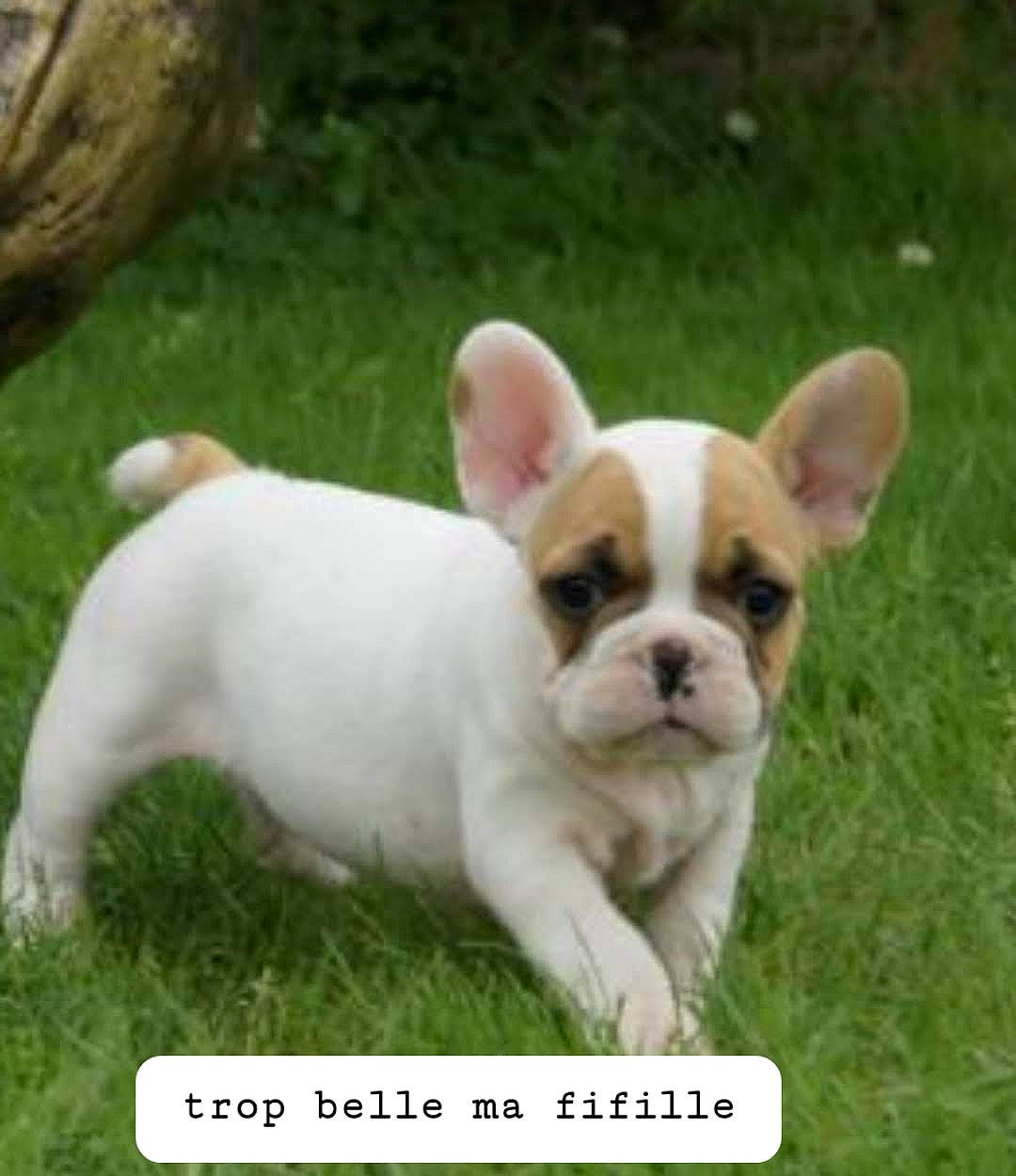 Dieme participe au concours pour gagner de l'argent avec cette photo : ancient_dog_breeds, australian_bulldog, bulldog, canidae, carnivore, companion_dog, dog, dog_breed, fawn, french_bulldog, grass, mammal, non_sporting_group, photo_caption, puppy, puppy_love, rare_breed_dog, snout, toy_bulldog, vertebrate