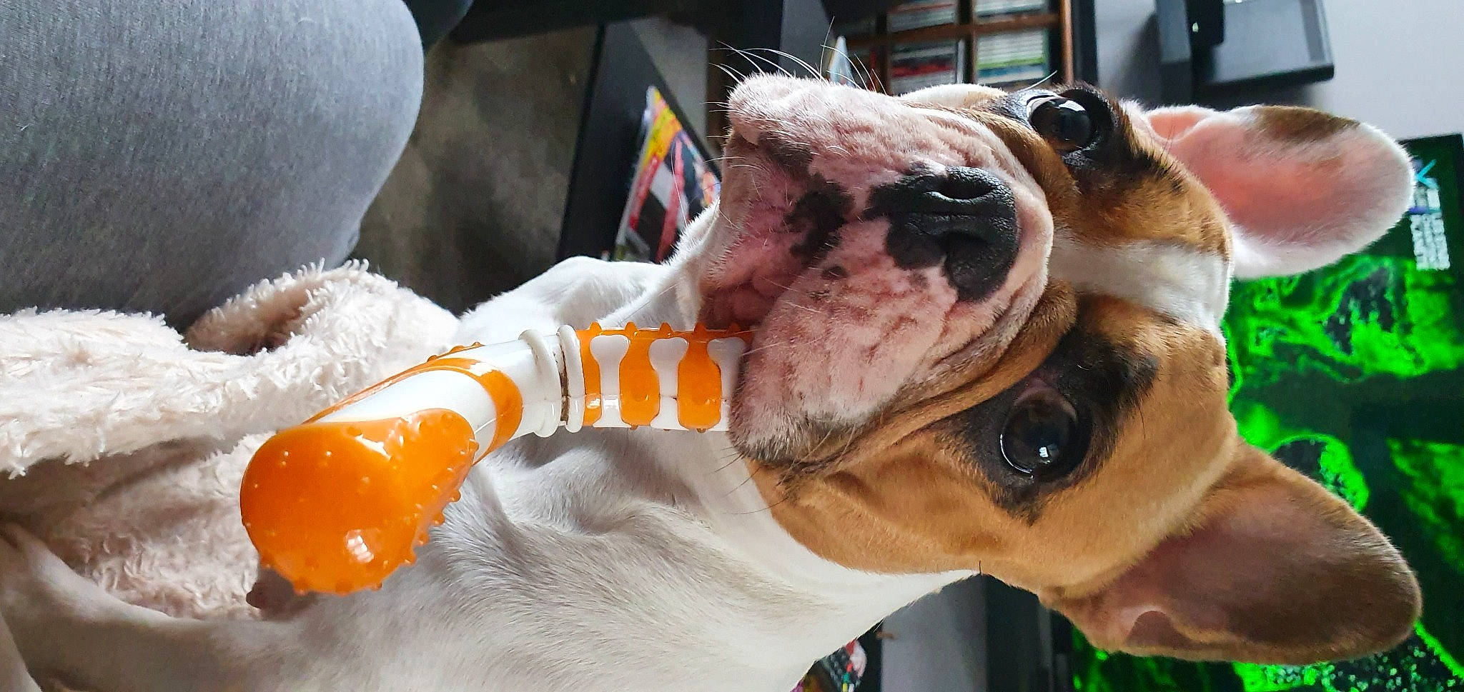 Dieme participe au concours pour gagner de l'argent avec cette photo : american_staffordshire_terrier, bulldog, canidae, carnivore, companion_dog, dog, dog_breed, ear, fawn, non_sporting_group, old_english_bulldog, olde_english_bulldogge, snout