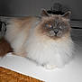 angora, animal, cat, computer, computerhardware, computerkeyboard, desk, electronics, furniture, hardware, hardwood, indoors, laptop, manx, pc, pet, plywood, siamese, table, wood