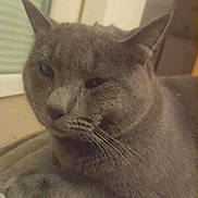 Gribouille a rejoint le concours — aidez-le/la à gagner de superbes lots ! cat, gray_cat, close_up, indoor, pet, feline, whiskers, ears, fur, sleepy, relaxed, animal, mammal, face, paw, domestic_cat, resting, cute, portrait, furry
