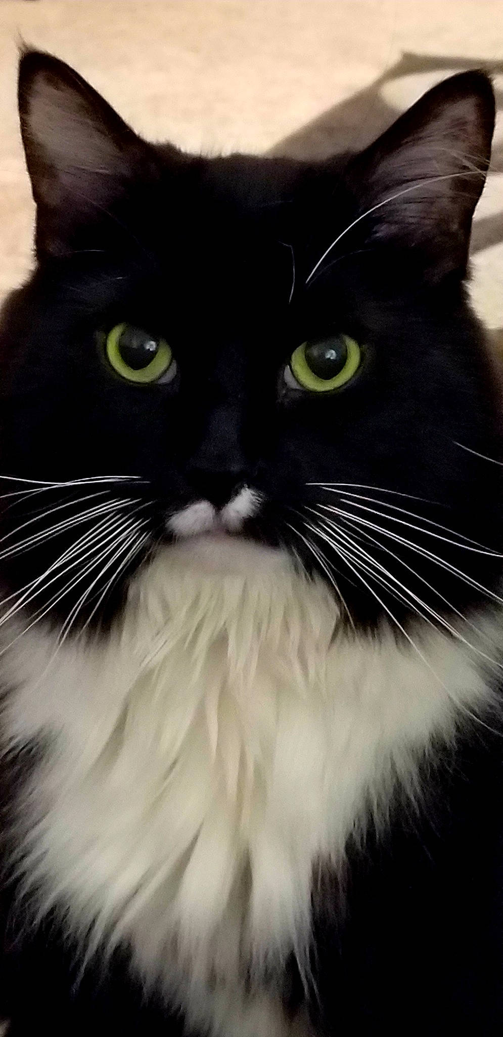 Majik is registered to the contest to win money with this photo: black_and_white, black_cat, british_semi_longhair, carnivore, cat, close_up, domestic_long_haired_cat, domestic_short_haired_cat, ear, eye, felidae, fur, mammal, norwegian_forest_cat, nose, organ, photography, small_to_medium_sized_cats, snout, whiskers