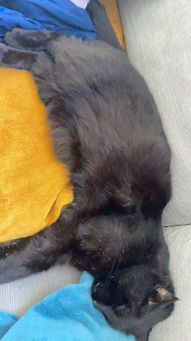 Oreo participe au concours pour gagner de l'argent avec cette photo : carnivore, claw, comfort, companion_dog, dog, dog_breed, fawn, felidae, foot, fur, liver, mammal, paw, small_to_medium_sized_cats, snout, sporting_group, tail, vertebrate, whiskers, working_animal