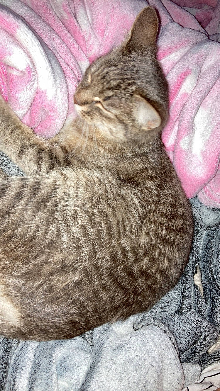 Stella participe au concours pour gagner de l'argent avec cette photo : carnivore, cat, cat_bed, claw, comfort, domestic_short_haired_cat, fawn, felidae, fur, grey, magenta, pattern, small_to_medium_sized_cats, snout, terrestrial_animal, whiskers, wildlife