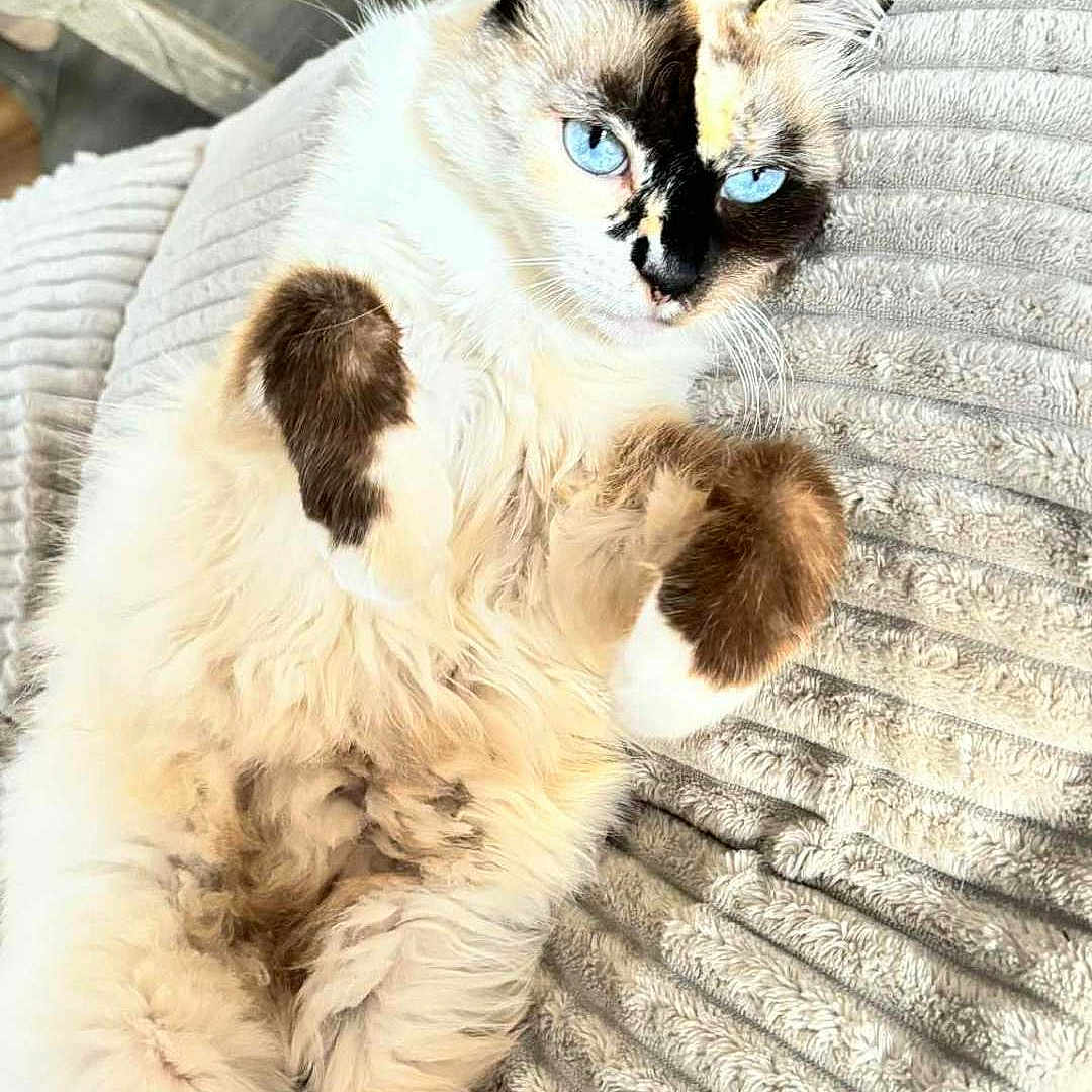 Calypso