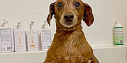 Scooby Doo joined the competition — help win amazing prizes! dog, dachshund, pet, bathtub, bath, bath_time, wet_fur, tiles, bathroom, shampoo_bottles, paws, looking_at_camera, cute, expression, portrait, domestic, soap, white_background, stand_up, small_dog