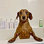 dog, dachshund, pet, bathtub, bath, bath_time, wet_fur, tiles, bathroom, shampoo_bottles, paws, looking_at_camera, cute, expression, portrait, domestic, soap, white_background, stand_up, small_dog