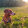 dog, dachshund, pet, grass, sunset, harness, leash, outdoors, nature, field, sunlight, portrait, profile_view, ears, snout, muzzle, fur, sitting, greenery, trees