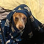 dog, blanket, bed, pillow, brown_dog, wrapped, cozy, indoor, pet, face, eyes, nose, staring, portrait, fabric, pattern, small_dog, bedding, fleece, snuggle