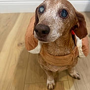 Scooby Doo joined the competition — help win amazing prizes! brown_fur, close_up, cloudy_eyes, companion, costume, cute, dachshund, dog, floorboard, hardwood_floor, head, indoor, looking_up, muzzle, paw, pet, plush, portrait, senior_dog, whiskers