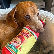 Scooby Doo is registered to the contest to win money with this photo: dog, dachshund, brown_dog, pet, plush_toy, toy_bottle, snout, eyes, paw, blanket, pet_bed, cozy, chewing, closeup, indoor, fabric, fur, living_room, shelf, game_console