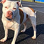 dog, white_dog, brown_patch, outdoor, asphalt, fence, blue_building, daylight, sunlight, animal, pet, collar, standing, ears, shadow, nature, trees, sky, quiet, alert