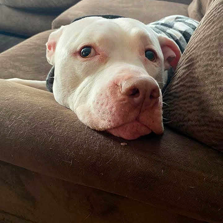 Raider is registered to the contest to win money with this photo: brown_couch, canine, checkered_clothing, close_up, comfortable, couch, dog, domestic, ears, eyes, fur, head, indoor, living_room, nose, pet, relaxed, resting, sofa, white_dog