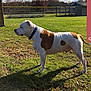 dog, grass, outdoor, field, sunlight, shadow, sky, clouds, fence, bleachers, collar, brown_spots, white_fur, animal, pet, standing, daytime, nature, park, quiet