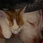 Raider joined the competition — help win amazing prizes! cat, dog, sleeping, snuggling, close_up, pet, white_cat, orange_cat, white_dog, fur, cozy, resting, animal_friendship, indoors, hand, cute, peaceful, companion, warm, soft_lighting