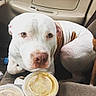 Raider joined the competition — help win amazing prizes! big_nose, brown_patch, car_door, car_interior, center_console, close_up, companion, cup_lid, curious_expression, dog, door_handle, eye_contact, iced_coffee, passenger_seat, pet, pit_bull, plastic_cup, travel, upholstery, white_dog