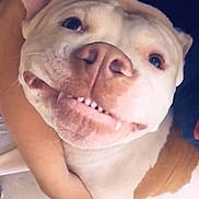 Raider is registered to the contest to win money with this photo: bed, blanket, brown_patch, close_up, cuddling, dog, eyes, happy, human_arm, indoor, muzzle, nose, paw, pet, pitbull, playful, portrait, smiling, teeth, white_fur