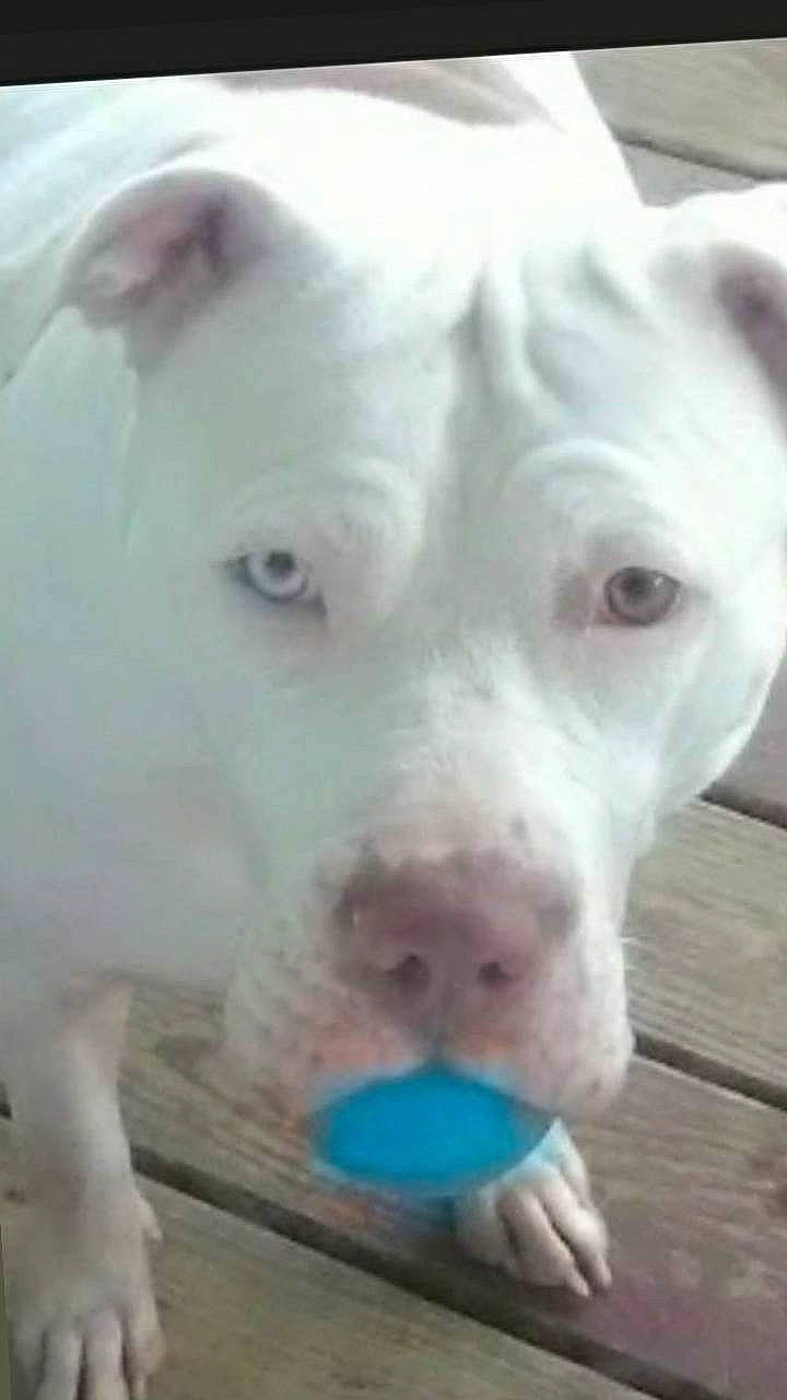 Raider joined the competition — help win amazing prizes! animal, blue_eye, blue_object, brown_eye, canine, close_up, curious, dog, ears, friendly, heterochromia, looking_up, outdoor, paws, pet, playful, snout, tongue, white_dog, wooden_deck