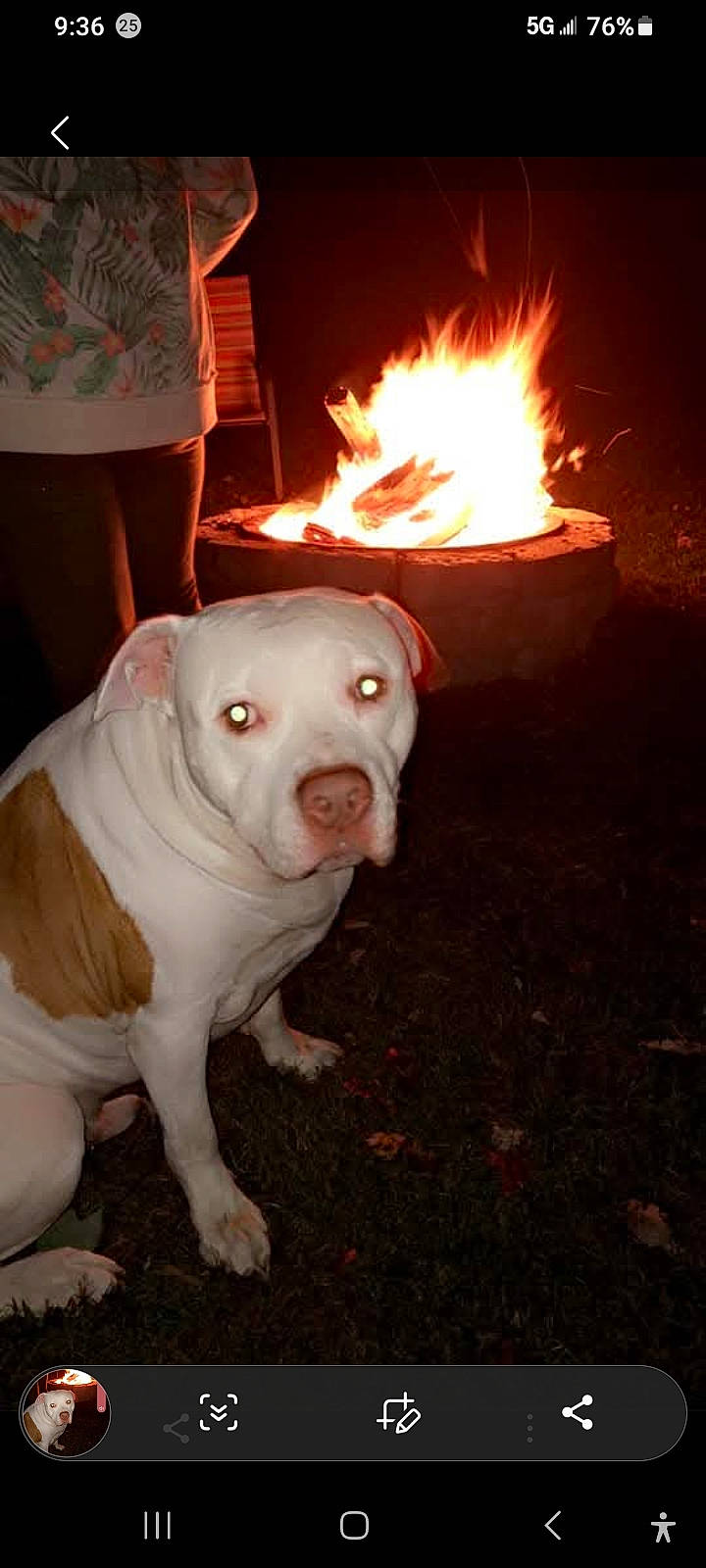 Raider is registered to the contest to win money with this photo: animal, brown_patch, campfire, casual_clothing, dark, dog, eyes, fire, firepit, flash, glowing, grass, hoodie, looking, night, outdoor, person, pet, sitting, white_dog