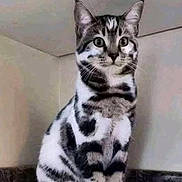 Proxima is registered to the contest to win money with this photo: alert, animal, black_and_white, cat, corner, curious, cute, domestic, ears, feline, fur, indoor, looking, mammal, pet, portrait, sitting, striped, whiskers, young_cat