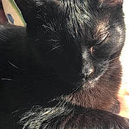 Proxima joined the competition — help win amazing prizes! black_cat, cat, sleeping, pet, feline, close_up, fur, whiskers, animal, sunlight, relaxing, indoors, cute, peaceful, resting, domestic_cat, mammal, portrait, cozy, quiet