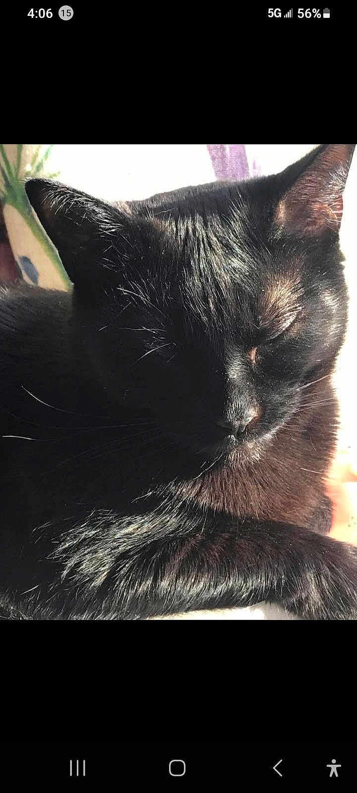 Proxima joined the competition — help win amazing prizes! black_cat, cat, sleeping, pet, feline, close_up, fur, whiskers, animal, sunlight, relaxing, indoors, cute, peaceful, resting, domestic_cat, mammal, portrait, cozy, quiet