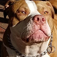 Chubby joined the competition — help win amazing prizes! dog, close_up, portrait, chain_collar, brown_and_white, sunlight, outdoor, pet, canine, fur, face, animal, looking_up, ears, snout, whiskers, expression, domestic_animal, companion, alert