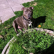 Naya participe au concours pour gagner de l'argent avec cette photo : dog, grass, garden, orange_ball, outdoor, pet, animal, leash, collar, shadow, greenery, plant, nature, paw, alert, sitting, night, concrete_tiles, play, fur