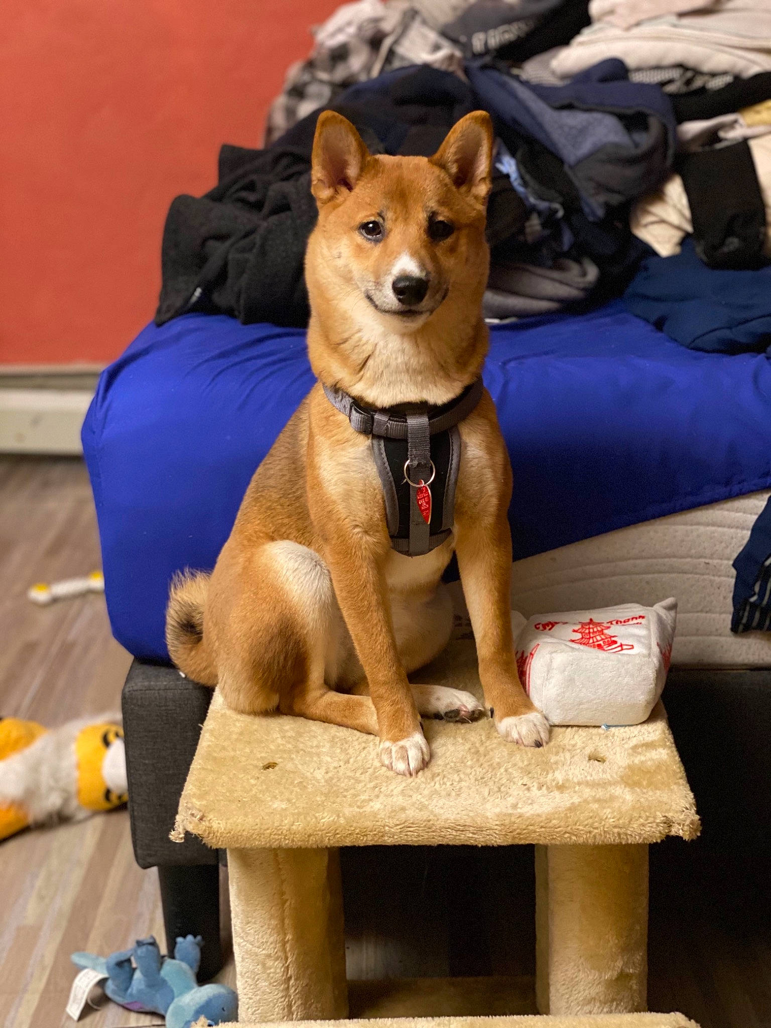 Lily joined the competition — help win amazing prizes! ancient_dog_breeds, canidae, carnivore, collar, companion_dog, couch, dog, dog_breed, dog_collar, dog_supply, fawn, hat, mammal, non_sporting_group, pet_supply, sitting, snout, sporting_group, wood, working_animal