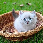 Leroy James joined the competition — help win amazing prizes! basket, blue_eyes, bokeh, cat, close_up, cute, fur, grass, green_grass, kitten, natural_light, outdoors, paws, pet, portrait, shallow_depth_of_field, sitting, small_animal, whiskers, wicker_basket