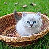 basket, blue_eyes, bokeh, cat, close_up, cute, fur, grass, green_grass, kitten, natural_light, outdoors, paws, pet, portrait, shallow_depth_of_field, sitting, small_animal, whiskers, wicker_basket