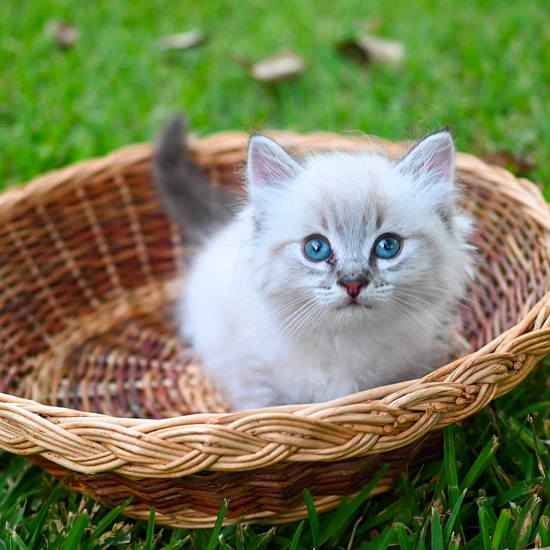 Leroy James joined the competition — help win amazing prizes! basket, blue_eyes, bokeh, cat, close_up, cute, fur, grass, green_grass, kitten, natural_light, outdoors, paws, pet, portrait, shallow_depth_of_field, sitting, small_animal, whiskers, wicker_basket
