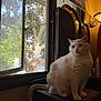 Kiwi is registered to the contest to win money with this photo: cat, white_cat, pet, indoor, window, tree_outside, sitting, tail, paws, whiskers, mirror, blinds, lamp, cozy, furniture, domestic, portrait, sunlight, curtains, houseplant