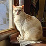 Kiwi is registered to the contest to win money with this photo: cat, white_cat, orange_cat, pet, windowsill, window, sunlight, fur, whiskers, lace_doily, wood_furniture, indoor, portrait, sitting, gaze, ears, nose, screen, cozy, natural_light