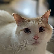 Kiwi joined the competition — help win amazing prizes! cat, feline, pet, close_up, portrait, whiskers, pink_nose, white_fur, orange_patch, large_eyes, indoor, bokeh, shallow_depth_of_field, cozy, curious, face, ears, muzzle, domestic_cat, lying_down