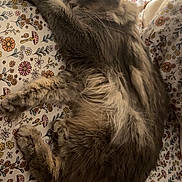 Indigo joined the competition — help win amazing prizes! cat, feline, long_hair, fluffy, pet, bed, bedding, pillow, floral_pattern, nightstand, charger, plug, whiskers, ears, tail, indoor, relaxed, lying_down, sleepy, portrait