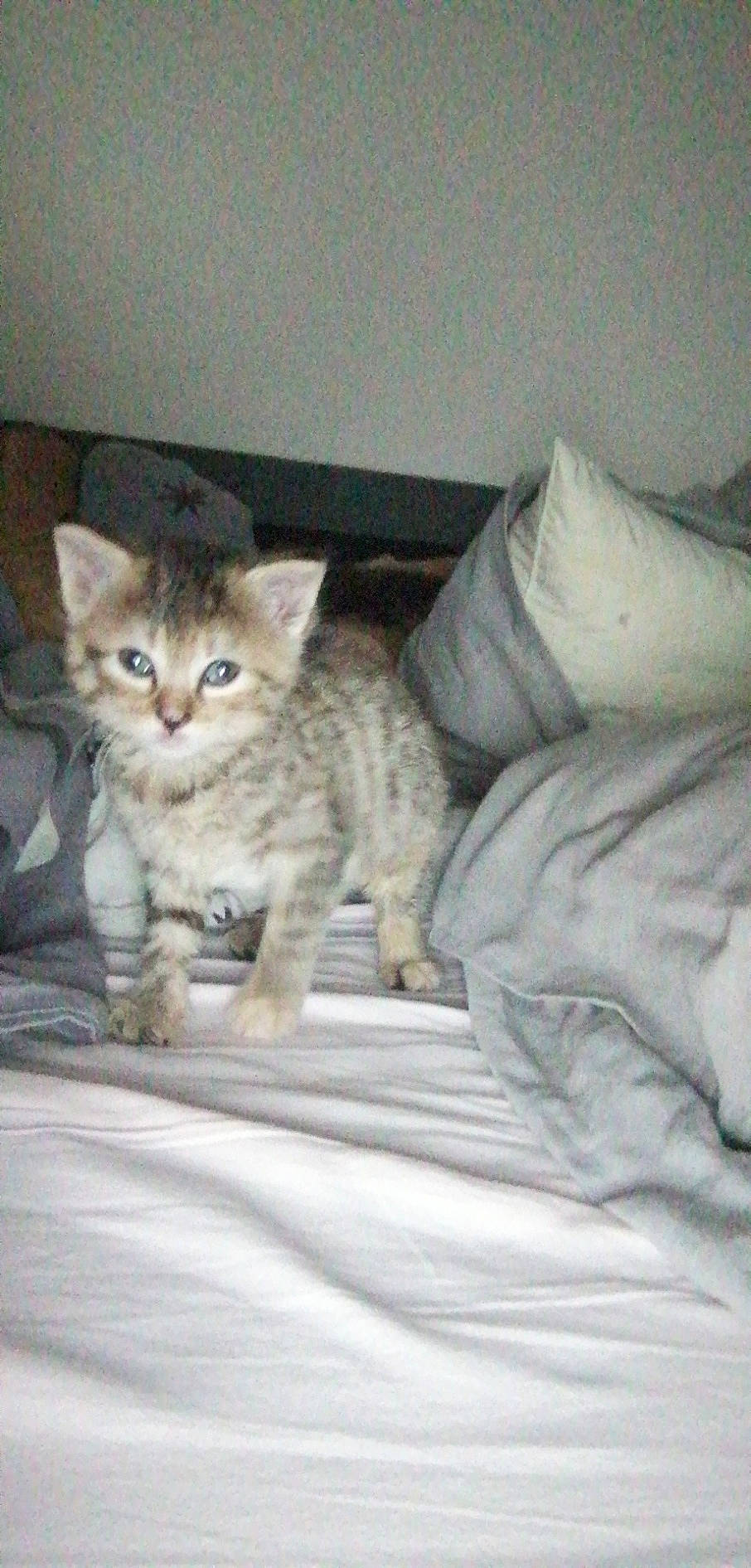 Ganja a rejoint le concours — aidez-le/la à gagner de superbes lots ! american_shorthair, american_wirehair, asian, australian_mist, british_semi_longhair, california_spangled, carnivore, cat, domestic_short_haired_cat, dragon_li, egyptian_mau, european_shorthair, felidae, kitten, mammal, pixie_bob, small_to_medium_sized_cats, tabby_cat, vertebrate, whiskers