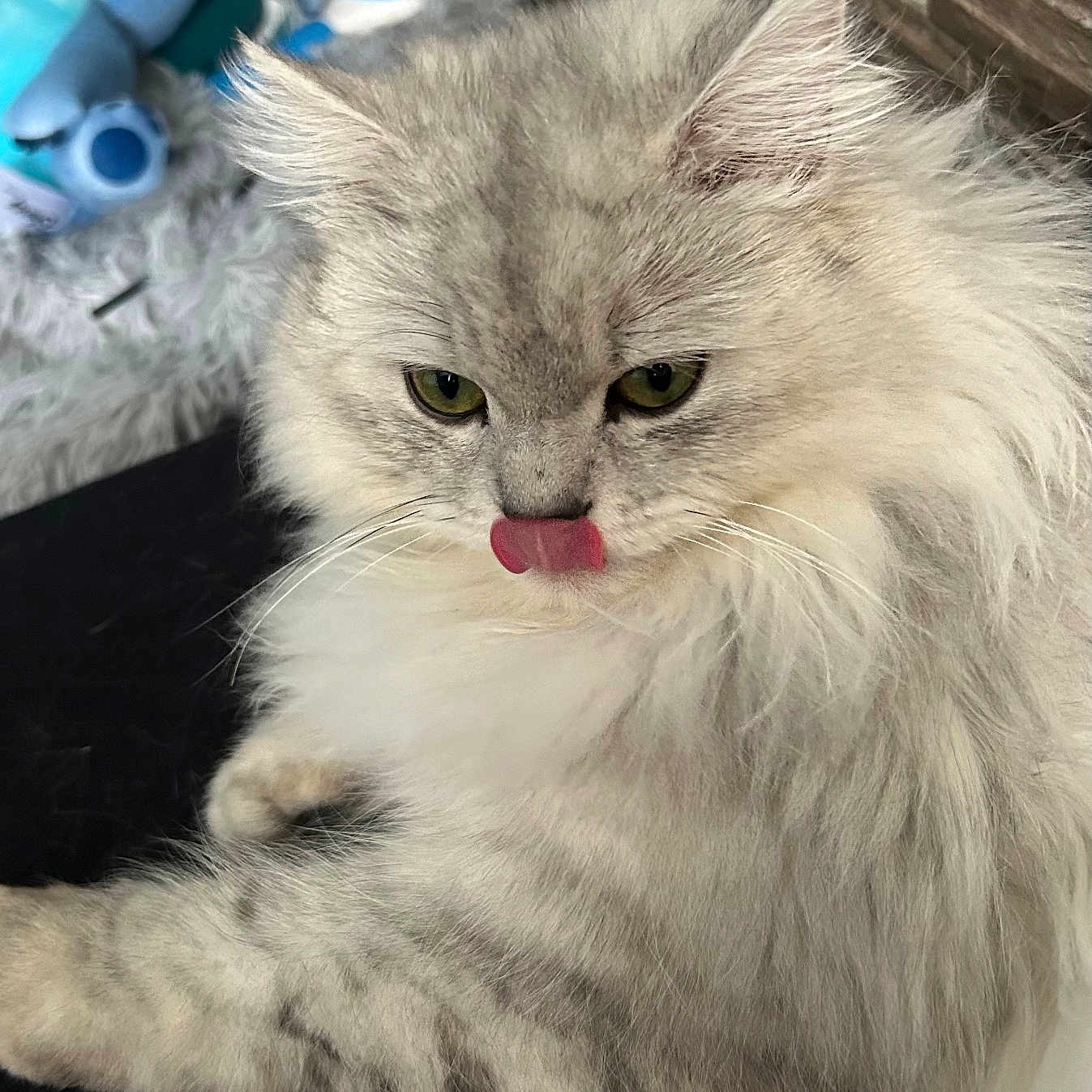 Wilow participe au concours pour gagner de l'argent avec cette photo : animal, background, cat, close_up, cozy, cute, feline, fluffy, gray, green_eyes, indoor, paw, pet, playful, portrait, relaxed, soft_fur, tongue_out, toy, whiskers