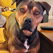 Chapo joined the competition — help win amazing prizes! animal, brown_coat, carpet, close_up, companion, couch, curious, dog, domestic_animal, ears, eyes, face, furniture, household, indoor, living_room, pet, relaxed, remote_control, wooden_table