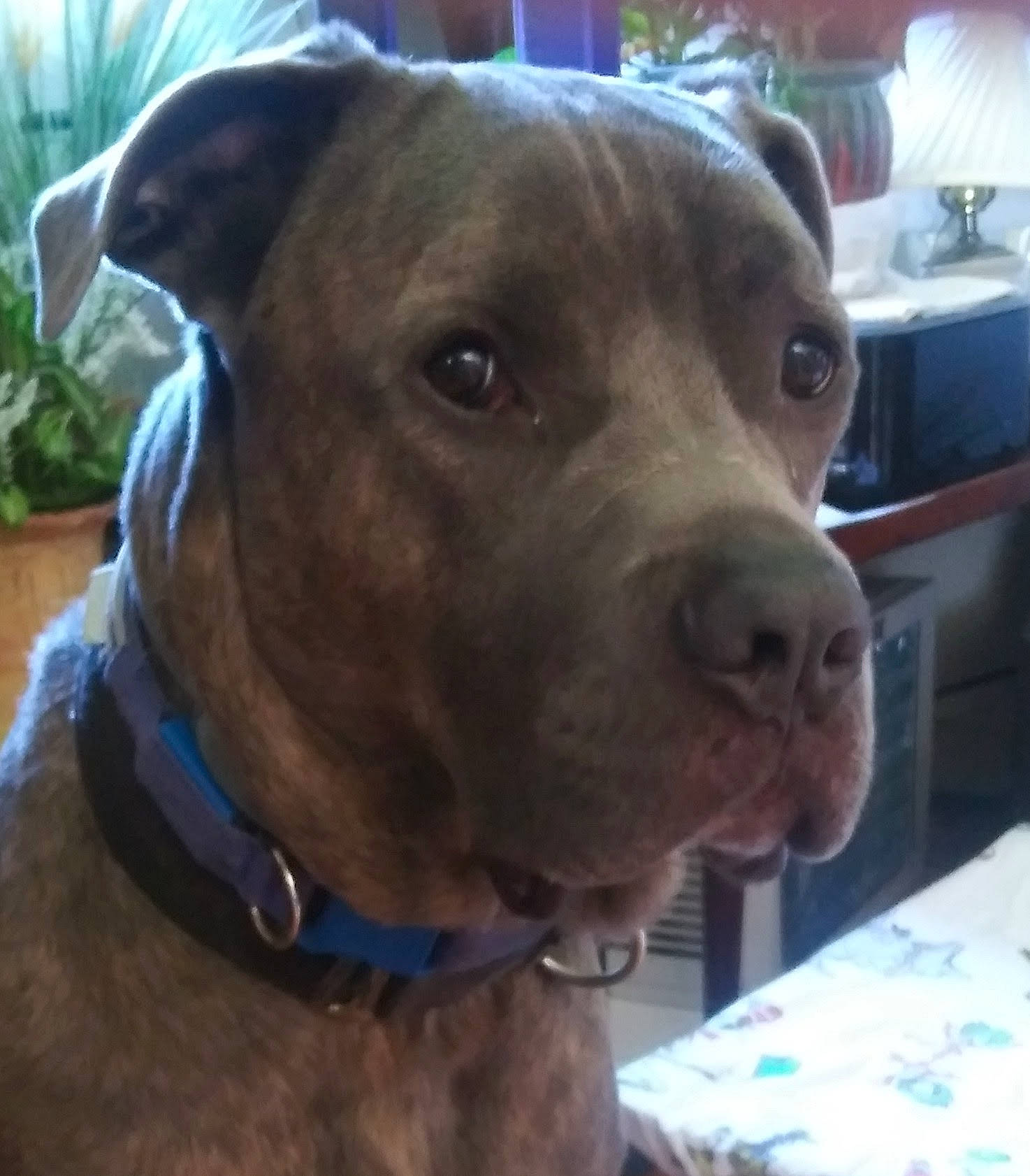 Capone is registered to the contest to win money with this photo: canidae, carnivore, collar, companion_dog, dog, dog_breed, dog_collar, ear, eye, fawn, fur, leash, liver, metal, pet_supply, plant, snout, sporting_group, whiskers, working_animal