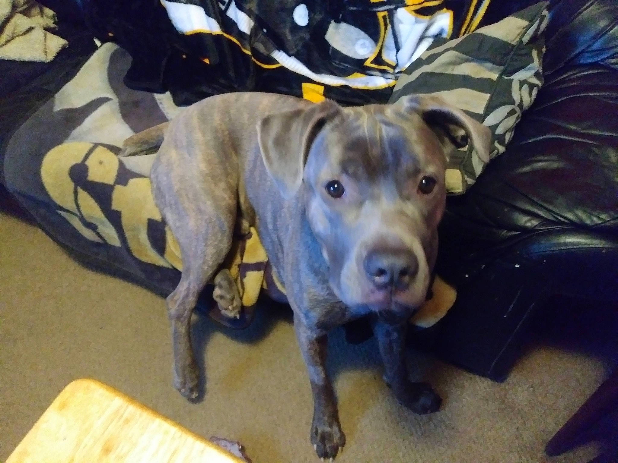 Capone is registered to the contest to win money with this photo: canidae, carnivore, collar, comfort, companion_dog, dog, dog_breed, dog_supply, fawn, fur, guard_dog, hunting_dog, non_sporting_group, pet_supply, snout, sporting_group, whiskers, wood, working_animal